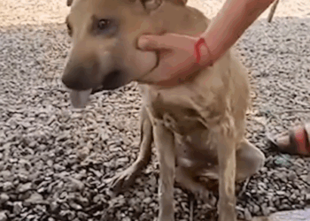 M2907003 Dog Was Stuck In Car Tire part2