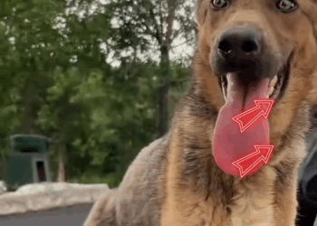 M0208003 From bloated to zooming The ascites survivor comeback saveadog v