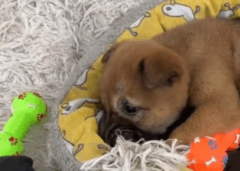 M0208023 girl rescues dog that was intentionally abused and abandoned by a