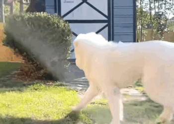 M0208024 Cute puppy rescue rescuedog rescuepuppy res