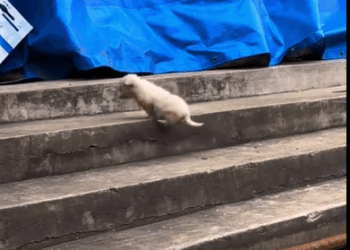 M1008002_poor little puppy petvideos cutepet petsoftiktok doglovers dog_part1