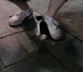 M0208017_Poor cat cat trending xuhuong fyp pet_part2