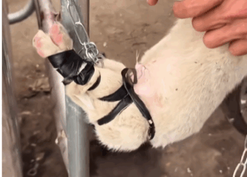 M0208027_Rescue dog from landfill rescue rescuean…_part2