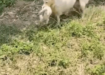 M1008008_The mother dog having lost leg asked me to care for her puppy and t…_part2