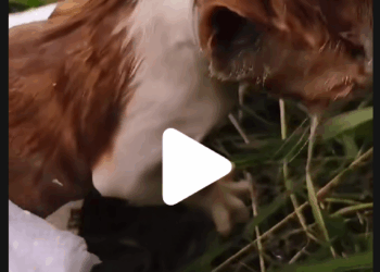 Rescue an orange cat trapped in a pocket floating on the lake! #rescue #rescuecat #rescuekitten #cat #kitten