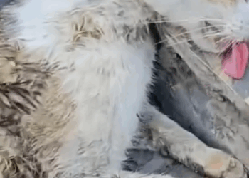 M1008028_Rescue family cat rescue fyp animals animalsoftiktok rescueanima…_part2