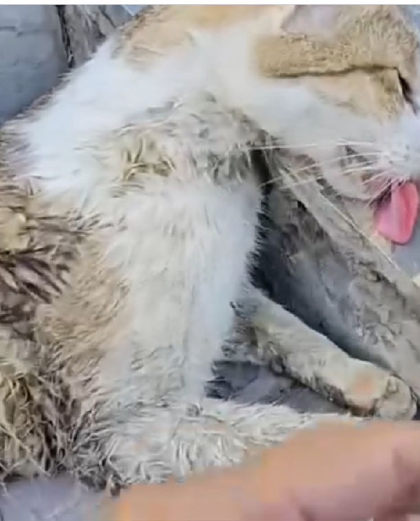 M1008028_Rescue family cat rescue fyp animals animalsoftiktok rescueanima…_part2
