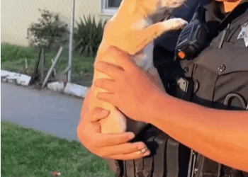 M1008021_Cute puppy rescue rescuedog rescueanimals resc…_part2