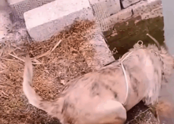 M1008026_Dog rushed into the water to save the kitten rescue animals animal…_part2