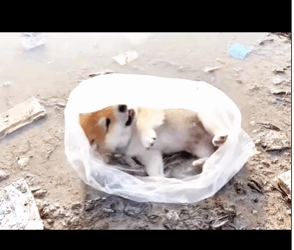 M1308034_People are cked puppy fybシ puppylove Pawly Rescuers Tv_part2