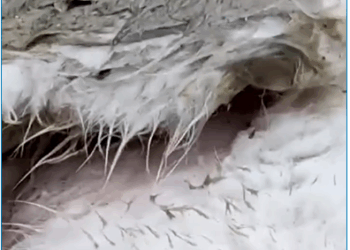 M1308030_We Thought He Was Gone But His Eyes Told Different Story_part2