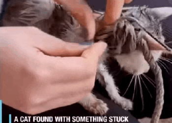 M1308057_This Rescued Cat Finds Her Forever Home_part2