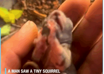 M1308055_Squirrel New Beginning_part2