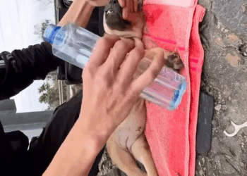 M2907051_rescue rescuedog dogs animal anmals rescue rescuedog dogs animal anmals Love Animals_part2