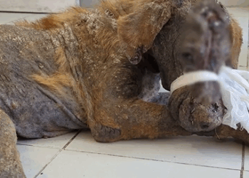 M1308043_This cute dog has terrible mange maggot wounds and malnutrition but he refuses to give up_part2