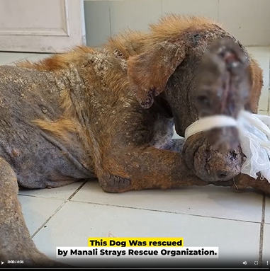 M1308043_This cute dog has terrible mange maggot wounds and malnutrition but he refuses to give up_part2