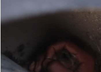 M1308045_Adorable Puppy Gets its Head Stuck in the Tire._part2