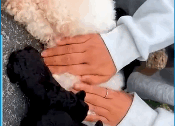 M1308064_This Kind Soul Gave Family of Dogs the Love They Deserved_part2