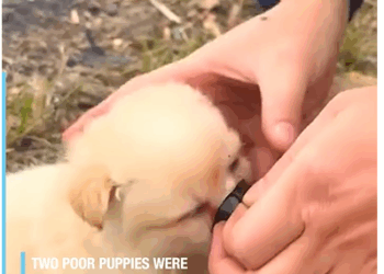 M1308063_Trapped Puppies Rescued and Reborn_part2