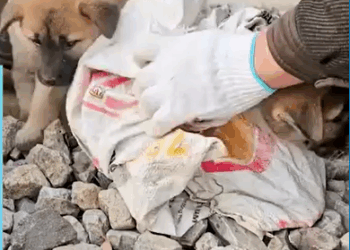 M1308085_Puppy Rescue at the Train Tracks_part2