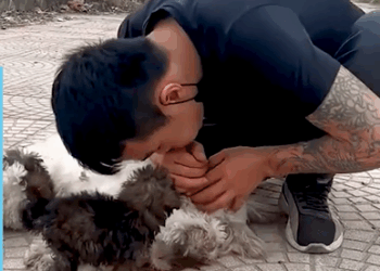 M1308084_Caring For an Exhausted Mother Dog_part2