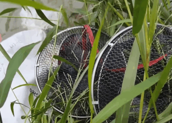 Rescue an orange cat trapped in a pocket floating on the lake! #rescue #rescuecat #rescuekitten #cat #kitten