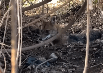 M1308046_paralyzed fox was saved after it was struck by car._part2