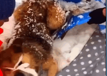 M1308027_Fue encontrado en la niev3 sucedio esto_part2