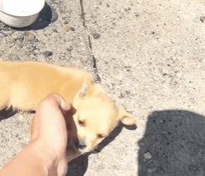 M1308026_Perrito bebe atado perroatado perritobebe perros animals AnimaLovers_part2