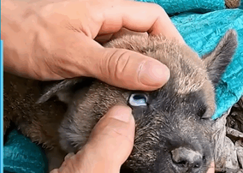 M1308060_Man Rescued Abandoned Puppy_part2