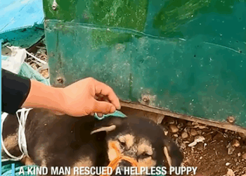 M1308071_Rescue of Little Puppy_part2