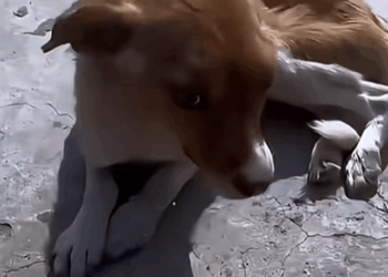 M2208009_Animals Rescue rescuedog dogsoftiktok foryoupage foryou dogs_part2