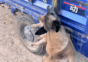 M2208008_Respect animals smart dog respect animal dog smartdog dogsoft…_part2