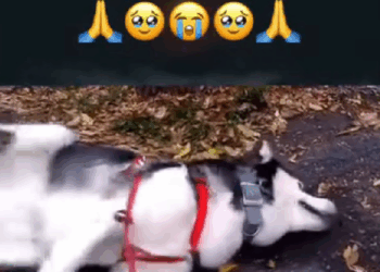 M2208007_Respect animals help dog respect animals dog helpdogs rescu…_part2