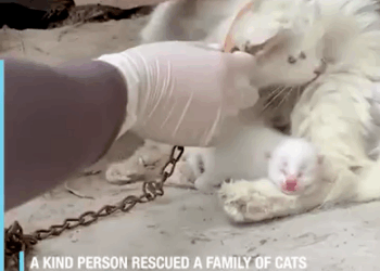 M1308069_Cat Finds Love and Care_part2