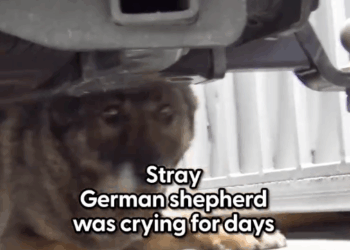 M2208003_German Shepherd Couldn Stop Crying Until…_part1