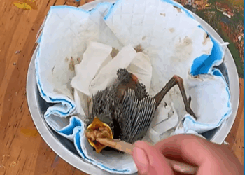 M2208016_Watch more next episode here https loveanimal.newstodaytv24.com Petlife (2)_part2