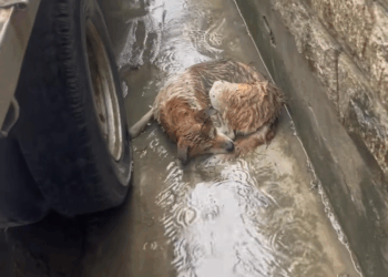 M0208013 pet xuhuong fyp trending dog dogsoftiktok petsoftiktok part2