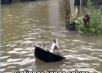 M2208049_Cenas emocionantes dos animais sendo salvos na enchente do Rio grande…_part2