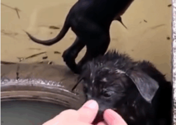 M0208037_Rescue puppies swept away by floods animalsoftiktok rescue rescu…_part2