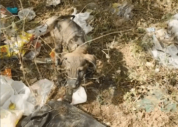 M1308040_The Puppy Was Covered in Tar and Couldn Breathe Until The Rescuers Stepped In_part2