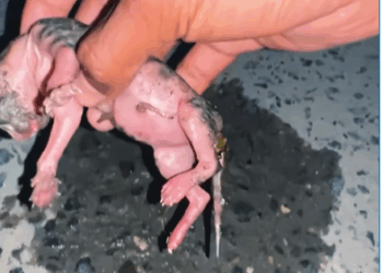 M1008017_rescued newborn kittens on the street taking care of them was ve…_part2