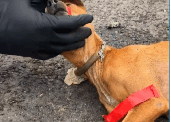 M1008018_The man rescue dog family from dump rescue_part2