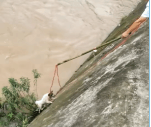 M1008007_Rescued puppy that had fallen into the river. rescue puppy animal…_part2