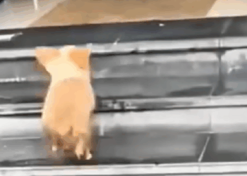 M2208046_Woman Rescue Dog And Then… dog rescuedog dogsoftiktok pet…_part2