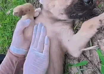 M2208027_Esta persona salvó la vida de este cachorrito mientras era cuidado por hermanito felino. viralvideoシ historia finalfeliz amo_part2