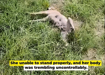 M1408016_Dog Found in Bad State after Eating Something Toxic_part2