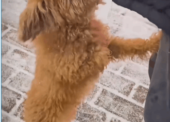 M2208045_Dog abandoned in the snow shivering with cold dog dogs puppy st…_part2