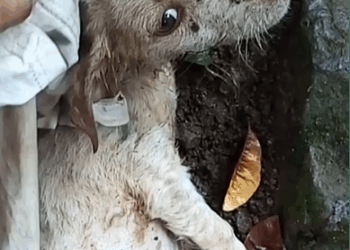 M2808023_Man spots weak puppy by creek and decides to adopt it. What transformation_part2