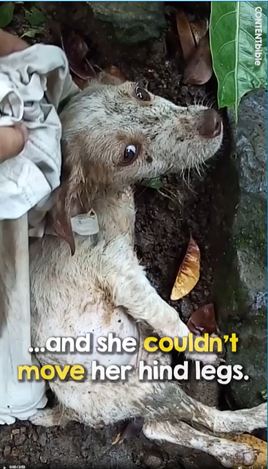 M2808023_Man spots weak puppy by creek and decides to adopt it. What transformation_part2